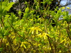 ME Forsythia viridissima