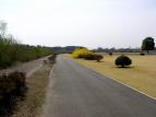 vΒn ME Forsythia koreana