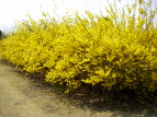 vΒn ME Forsythia koreana