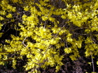 ME Forsythia suspensa