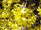 vΒn ME Forsythia koreana