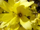 vΒn ME Forsythia koreana