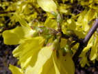 vΒn ME Forsythia koreana