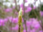 ~coccW Rhododendron dilatatum