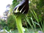 qneiVE Arisaema amurense