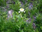 nWI Erigeron philadelphicus