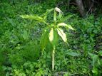 qneiVE Arisaema amurense