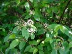 K}Y~ Viburnum dilatatum