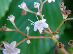 S}M Viburnum sieboldii