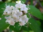 K}Y~ Viburnum dilatatum