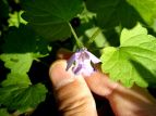 JLhIV Glechoma hederacea