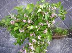 ^jEcM Weigela hortensis