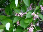 ^jEcM Weigela hortensis