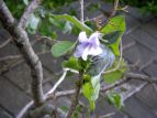 L  Paulownia tomentosa