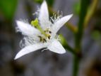 r ~cKV Menyanthes trifoliata