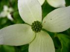  }{EV Cornus kousa