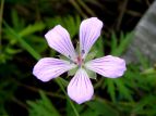 ꃖ nNTtE Geranium yesoense