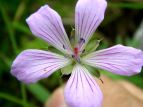 ꃖ nNTtE Geranium yesoense