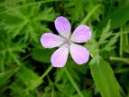 cブ nNTtE Geranium yesoense