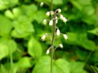 Y_NV Tiarella polyphylla