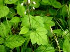 Y_NV Tiarella polyphylla