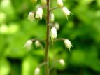 Y_NV Tiarella polyphylla