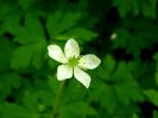 j\E Anemone flaccida