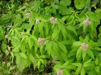 coqh Eupatorium chinense