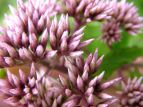 coqh Eupatorium chinense