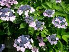 }AWTC Hydrangea serrata