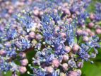 }AWTC Hydrangea serrata