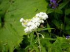 }nnR Anaphalis margaritacea