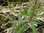 coqh Eupatorium chinense