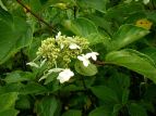 mEcM Hydrangea paniculata