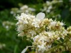 mEcM Hydrangea paniculata