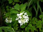 mEcM Hydrangea paniculata