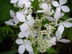 mEcM Hydrangea paniculata