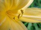 jbRELXQ Hemerocallis middendorffii