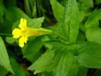 IIo~]zIYL Mimulus sessilifolius