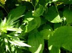 ^}KzggMX Tricyrtis latifolia