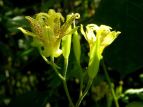 ^}KzggMX Tricyrtis latifolia