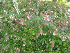 nicNolEcM Abelia grandiflora