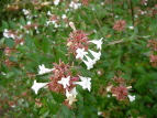 nicNolEcM Abelia grandiflora