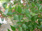 nicNolEcM Abelia grandiflora