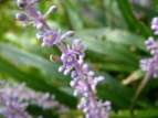 u  Liriope muscari