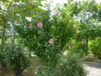 NQ Hibiscus syriacus