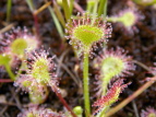 EZSP Drosera rotundifolia