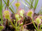 EZSP Drosera rotundifolia