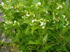 G]VIK} Pedicularis yezoensis