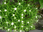 }nnR Anaphalis margaritacea